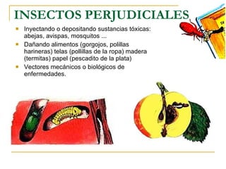 INSECTOS PERJUDICIALES Inyectando o depositando sustancias tóxicas: abejas, avispas, mosquitos ... Dañando alimentos (gorgojos, polillas harineras) telas (pollillas de la ropa) madera (termitas) papel (pescadito de la plata)  Vectores mecánicos o biológicos de enfermedades. 