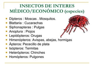 INSECTOS DE INTERES MÉDICO/ECONÓMICO (especies) Dípteros : Moscas . Mosquitos. Blattaria : Cucarachas Siphonapteras : Pulgas  Anoplura : Piojos  Lepidópteros: Orugas Himenópteros: Avispas, abejas, hormigas Ápteros: Pececillo de plata Isópteros: Termitas Heterópteros: Chinches Homópteros: Pulgones 