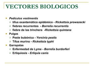VECTORES BIOLOGICOS Pediculus vestimentis tifus exantemático epidémico  - Rickettsia prowazecki fiebres recurrentes  -  Borrelia recurrentis fiebre de las trinchera  - Rickettsia quintana Pulgas Peste bubónica -  Yersinia pestis   Tifus murino -  Rickettsia typhi Garrapatas Enfermedad de Lyme -  Borrelia burdorferi   Erliquiosis -  Erliquia canis 