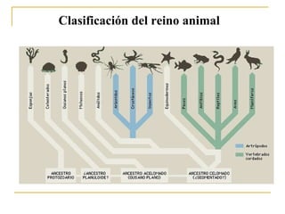 Clasificación del reino animal 