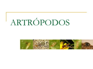 ARTRÓPODOS 