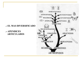 .- EL MAS DIVERSIFICADO .- APENDICES  ARTICULADOS 