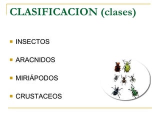 CLASIFICACION (clases) INSECTOS  ARACNIDOS MIRIÁPODOS CRUSTACEOS  