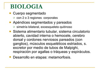 BIOLOGIA  Cuerpo segmentado  con 2 o 3 regiones  corporales  Apéndices segmentados y pareados simetría bilateral, exoesqueleto quitinoso Sistema alimentario tubular, sistema circulatorio abierto, cavidad interna o hemocele, cerebro dorsal y cordones nerviosos pareados (con ganglios), músculos esqueléticos estriados, s. excretor por medio de tubos de Malpighi, respiración por agallas o tráqueas y espiráculos. Desarrollo en etapas: metamorfosis.   