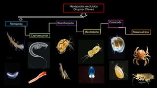 Hexápodos excluidos
Grupos- Clases
Remipedia Branchiopoda
Cephalocarida
Maxillopoda Malacostraca
Ostracoda
.
 