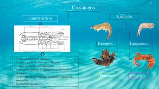 Percebes Cangrejo
Camarón
Crustáceos
Ejemplos
Características
Langostinos
• Fundamentalmente acuáticos
• Tienen 2 pares de antenas y 10 patas
• Cuerpo cubierto por caparazón.
• Cuerpo dividido en 2 segmentos: cefalotórax y
abdomen.
• Gran variedad de formas: cangrejos, langostas,
cochinilla
• No tienen corazón
 