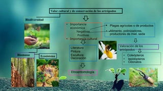Valor cultural y de conservación de los artrópodos
Biodiversidad
Biomasa Ecosistema
• Importancia
económica
Negativas
Positivas
• Importancia cultural
• Plagas agrícolas o de productos
• Alimento, polinizadores,
productores de miel, seda
Literatura
Pintura
Escultura
Decoración
Etnoentomología
Valoración de los
artrópodos
• Coleópteros
• lepidópteros
• Odonatos
 