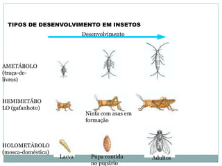Artropodos insectos | PPTX