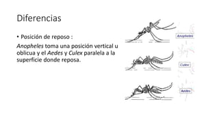 Cabeza
• Anopheles – machos y hembras
con palpos tan largos como las
proboscis.
• Aedes y Culex – palpos de las
hembras co...