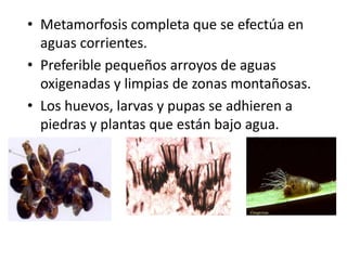 • Metamorfosis completa que se efectúa en
aguas corrientes.
• Preferible pequeños arroyos de aguas
oxigenadas y limpias de zonas montañosas.
• Los huevos, larvas y pupas se adhieren a
piedras y plantas que están bajo agua.
 