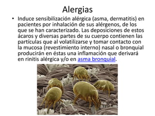 Alergias
• Induce sensibilización alérgica (asma, dermatitis) en
pacientes por inhalación de sus alérgenos, de los
que se han caracterizado. Las deposiciones de estos
ácaros y diversas partes de su cuerpo contienen las
partículas que al volatilizarse y tomar contacto con
la mucosa (revestimiento interno) nasal o bronquial
producirán en éstas una inflamación que derivará
en rinitis alérgica y/o en asma bronquial.
 