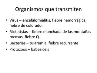 Organismos que transmiten
• Virus – encefalomielitis, fiebre hemorrágica,
fiebre de colorado.
• Rickettsias – fiebre manchada de las montañas
rocosas, fiebre Q.
• Bacterias – tularemia, fiebre recurrente
• Protozoos – babesiosis
 