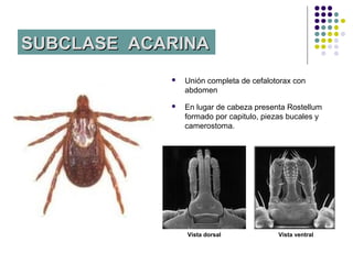 SUBCLASE ACARINA
               Unión completa de cefalotorax con
                abdomen
               En lugar de cabeza presenta Rostellum
                formado por capitulo, piezas bucales y
                camerostoma.




                Vista dorsal             Vista ventral
 