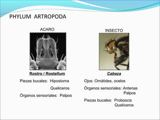 PHYLUM ARTROPODA
            ACARO                          INSECTO




      Rostro / Rostellum                    Cabeza
  Piezas bucales: Hipostoma     Ojos: Omátides, ocelos
                 Queliceros     Órganos sensoriales: Antenas
                                                     Palpos
  Órganos sensoriales: Palpos
                                Piezas bucales: Proboscis
                                                Queliceros
 