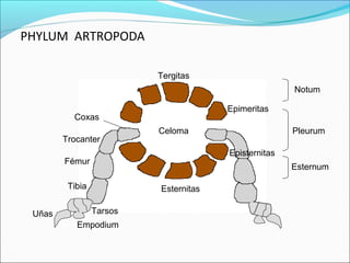 PHYLUM ARTROPODA

                          Tergitas
                                                      Notum

                                       Epimeritas
          Coxas
                          Celoma                      Pleurum
        Trocanter
                                       Episternitas
        Fémur
                                                      Esternum

         Tibia            Esternitas

 Uñas            Tarsos
           Empodium
 