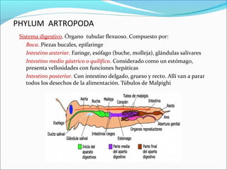 PHYLUM ARTROPODA
 Sistema digestivo. Órgano tubular flexuoso. Compuesto por:
    Boca. Piezas bucales, epifaringe
    Intestino anterior. Faringe, esófago (buche, molleja), glándulas salivares
    Intestino medio gástrico o quilifico. Considerado como un estómago,
    presenta vellosidades con funciones hepáticas
    Intestino posterior. Con intestino delgado, grueso y recto. Allí van a parar
    todos los desechos de la alimentación. Túbulos de Malpighi
 