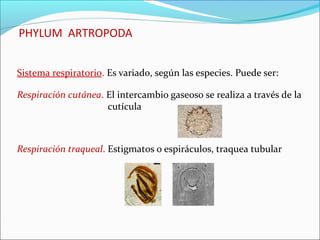 PHYLUM ARTROPODA


Sistema respiratorio. Es variado, según las especies. Puede ser:

Respiración cutánea. El intercambio gaseoso se realiza a través de la
                     cutícula



Respiración traqueal. Estigmatos o espiráculos, traquea tubular
 