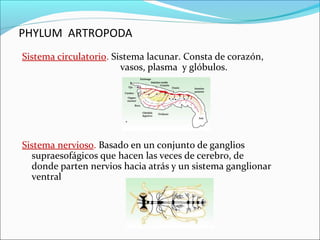PHYLUM ARTROPODA
Sistema circulatorio. Sistema lacunar. Consta de corazón,
                        vasos, plasma y glóbulos.




Sistema nervioso. Basado en un conjunto de ganglios
  supraesofágicos que hacen las veces de cerebro, de
  donde parten nervios hacia atrás y un sistema ganglionar
  ventral
 