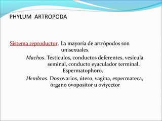 PHYLUM ARTROPODA



Sistema reproductor. La mayoría de artrópodos son
                     unisexuales.
      Machos. Testículos, conductos deferentes, vesícula
               seminal, conducto eyaculador terminal.
                      Espermatophoro.
      Hembras. Dos ovarios, útero, vagina, espermateca,
                órgano ovopositor u oviyector
 