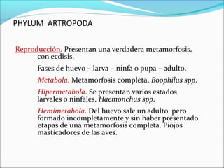 PHYLUM ARTROPODA

Reproducción. Presentan una verdadera metamorfosis,
      con ecdisis.
      Fases de huevo – larva – ninfa o pupa – adulto.
      Metabola. Metamorfosis completa. Boophilus spp.
      Hipermetabola. Se presentan varios estados
      larvales o ninfales. Haemonchus spp.
      Hemimetabola. Del huevo sale un adulto pero
      formado incompletamente y sin haber presentado
      etapas de una metamorfosis completa. Piojos
      masticadores de las aves.
 