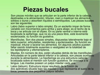Piezas bucales








Son piezas móviles que se articulan en la parte inferior de la cabeza,
destinadas a la alimentación; trituran, roen o mastican los alimentos
sólidos o duros y absorben líquidos o semilíquidos. Las piezas bucales
son las siguientes:
Labro (labio superior o labio simple). Es un esclerito impar de forma
variable con movimientos para arriba y para abajo; es el techo de la
boca y se articula con el clípeo. En su parte ventral o interna está
localizada la epifaringe, que no es una pieza libre, está levemente
esclerosada; su función es gustativa.
Mandíbulas. Son dos piezas simples, dispuestas lateralmente bajo el
labio superior, articuladas, resistentes y esclerosadas. Su función es
masticar, triturar o lacerar los alimentos. En algunos adultos pueden
faltar siendo totalmente ausentes o vestigiales en la totalidad de
los lepidópteros y efemerópteros.
Maxilas. En número de dos, están situadas detrás de las mandíbulas.
Articuladas en la parte lateral inferior a la cabeza, son piezas auxiliares
durante la alimentación. La hipofaringe es una estructura saliente,
localizada sobre el mentón con función gustativa. Se asemeja a la
lengua. Las maxilas poseen un palpo maxilar cada una.
Labio (labium). Estructura impar resultado de la fusión de
dos apéndices situada bajo las maxilas y que representa el suelo de la
boca; presenta dos pequeños palpos labiales.

 