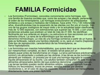 FAMILIA Formicidae




Los formícidos (Formicidae), conocidos comúnmente como hormigas, son
una familia de insectos sociales que, como las avispas y las abejas, pertenecen
al orden de los himenópteros. Las hormigas evolucionaron de antepasados
similares a una avispa a mediados del Cretáceo, hace entre 110 y 130 millones de
años, diversificándose tras la expansión de las plantas con flor por el mundo. Son
uno de los grupos zoológicos de mayor éxito y en la actualidad están clasificadas
más de 12 000 especies, con estimaciones que superan las 14 000, y con unas
tendencias actuales que predicen un total de más de 21 000. Se identifican
fácilmente por sus antenas en ángulo y su estructura en tres secciones con una
estrecha cintura. La rama de la entomología que las estudia se
denomina mirmecología. La vida de una hormiga comienza a partir de un huevo. Si
éste es fertilizado, nacerá una hembra (diploide); si no, será un macho (haploide).
Este tipo de reproducción, característico de los himenópteros, se
llama haplodiploidía.
Los formícidos son insectos holometábolos, que quiere decir que se desarrollan
por metamorfosis completa, es decir, el estadio larval pasa por un
estadio pupal antes de transformarse en imago. La larva permanece prácticamente
inmóvil y es alimentada y cuidada por las obreras. A las larvas se les suministra
alimento por trofalaxis, un proceso por el cual una hormiga regurgita la comida
líquida almacenada en su buche. Los adultos también comparten de este modo los
alimentos almacenados dentro del que podemos denominar «estómago social».
Las larvas también pueden recibir alimentos sólidos, como por ejemplo huevos
tróficos (no fecundados), trozos de presas, semillas traídas por obreras
recolectoras o, en el caso de algunas especies, incluso pueden ser transportadas
directamente hasta una presa capturada.

 