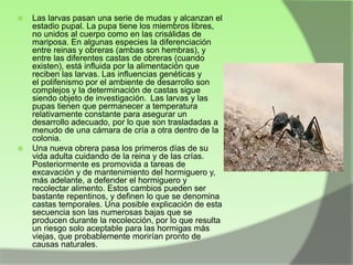 



Las larvas pasan una serie de mudas y alcanzan el
estadio pupal. La pupa tiene los miembros libres,
no unidos al cuerpo como en las crisálidas de
mariposa. En algunas especies la diferenciación
entre reinas y obreras (ambas son hembras), y
entre las diferentes castas de obreras (cuando
existen), está influida por la alimentación que
reciben las larvas. Las influencias genéticas y
el polifenismo por el ambiente de desarrollo son
complejos y la determinación de castas sigue
siendo objeto de investigación. Las larvas y las
pupas tienen que permanecer a temperatura
relativamente constante para asegurar un
desarrollo adecuado, por lo que son trasladadas a
menudo de una cámara de cría a otra dentro de la
colonia.
Una nueva obrera pasa los primeros días de su
vida adulta cuidando de la reina y de las crías.
Posteriormente es promovida a tareas de
excavación y de mantenimiento del hormiguero y,
más adelante, a defender el hormiguero y
recolectar alimento. Estos cambios pueden ser
bastante repentinos, y definen lo que se denomina
castas temporales. Una posible explicación de esta
secuencia son las numerosas bajas que se
producen durante la recolección, por lo que resulta
un riesgo solo aceptable para las hormigas más
viejas, que probablemente morirían pronto de
causas naturales.

 