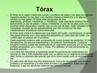 Tórax










El tórax es la región media del cuerpo y contiene las patas y las alas (en algunos
insectos adultos no hay alas y en muchos insectos inmaduros y en algunos
adultos no hay patas). El tórax está compuesto de tres
segmentos, protórax, mesotórax, y metatórax, cada segmento torácico tiene
típicamente un par de patas y meso y metatórax un par de las alas cada uno
(cuando están presentes); cuando hay un solo par de alas, están situadas en el
mesotórax, excepto en los estrepsípteros que solo conservan las alas
metatorácicas; el protórax nunca tiene alas.
El tórax está unido a la cabeza por una región del cuello, membranosa, el cerviz.
Hay generalmente uno o dos escleritos pequeños en cada lado del cuello, los
cuales ligan la cabeza con el protórax.
Cada segmento torácico está compuesto de cuatro grupos de escleritos. El noto
dorsalmente, las pleuras lateralmente y el esternón ventralmente. Cualquier
esclerito torácico puede ser localizado en un segmento particular por el uso de
prefijos apropiados: pro-, meso- y meta-. Por ejemplo, el noto del protórax es
llamado pronoto.
Los notos del mesotórax y metatórax están frecuentemente subdivididos por
suturas en dos o más escleritos cada uno. La pleura es un segmento portador de
alas, forma un proceso alar-pleural que sirve como sostén para el movimiento del
ala.
En cada lado del tórax hay dos aberturas en forma de hendiduras, una entre el
protórax y el mesotórax y la otra entre el meso y el metatórax. Estas son los
estigmas, o sea las aberturas externas del sistema traqueal.

 