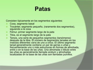 Patas
Consisten típicamente en los segmentos siguientes:
 Coxa, segmento basal
 Trocánter, segmento pequeño, (raramente dos segmentos),
siguiendo a la coxa
 Fémur, primer segmento largo de la pata
 Tibia, es el segmento largo de la pata
 Tarsos, una serie de pequeños segmentos (tarsómeros)
después de la tibia. El número de segmentos tarsales en los
insectos diferentes varía de uno a cinco. El último segmento
tarsal generalmente contiene un par de garras o uñas y
frecuentemente uno o más estructuras en formas de almohada,
entre o en la base de las uñas. Una almohada o lóbulo entre
las uñas es generalmente llamada arolium y almohadas
localizadas en la base de las uñas son llamadas pulvillos.

 