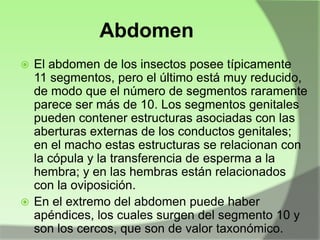 Abdomen
El abdomen de los insectos posee típicamente
11 segmentos, pero el último está muy reducido,
de modo que el número de segmentos raramente
parece ser más de 10. Los segmentos genitales
pueden contener estructuras asociadas con las
aberturas externas de los conductos genitales;
en el macho estas estructuras se relacionan con
la cópula y la transferencia de esperma a la
hembra; y en las hembras están relacionados
con la oviposición.
 En el extremo del abdomen puede haber
apéndices, los cuales surgen del segmento 10 y
son los cercos, que son de valor taxonómico.


 