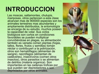INTRODUCCION
Las moscas, saltamontes, chulupis,
mariposas, otros pertencen a esta clase
alcanzan mas de 900000 especies son los
animales terrestres mas abundantes y
ampliamente distribuidos, la entomología
se encarga de su estudio, muchos poseen
la capacidad de volar. Sus ciclos
biológicos son cortos en condiciones
favorables se pueden multiplicar
convirtiéndose en plagas, su alimentación
también es variada comen plantas (hojas,
tallos, flores, frutos y semillas) toman
néctar o contribuyen a la polinización,
otros son hematófagos (alimentan de
sangre), necrófagos (alimentan de
cadáveres), insectívoros (comen otros
insectos), otros parasitos o se alimentan
de detritos (materia organica). Son
importantes en las cadenas troficas por
que pueden ser depredadores o son
depredados por otros animales.

 