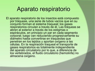 Aparato respiratorio
El aparato respiratorio de los insectos está compuesto
por tráqueas, una serie de tubos vacíos que en su
conjunto forman el sistema traqueal; los gases
respiratorios circulan a través de él. Las tráqueas se
abren al exterior a través de los estigmas o
espiráculos, en principio un par en cada segmento
corporal; luego van reduciendo progresivamente su
diámetro hasta convertirse en traqueolas que
penetran en los tejidos y aportan oxígeno a las
células. En la respiración traqueal el transporte de
gases respiratorios es totalmente independiente
del aparato circulatorio por lo que, a diferencia de
los vertebrados, el fluido circulatorio (hemolinfa) no
almacena oxígeno.

 