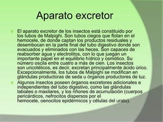 Aparato excretor
El aparato excretor de los insectos está constituido por
los tubos de Malpighi. Son tubos ciegos que flotan en el
hemocele, de donde captan los productos residuales y
desembocan en la parte final del tubo digestivo donde son
evacuados y eliminados con las heces. Son capaces de
reabsorber agua y electrolitos, con lo que juegan un
importante papel en el equilibrio hídrico y osmótico. Su
número oscila entre cuatro a más de cien. Los insectos
son uricotélicos, es decir, excretan principalmente ácido úrico.
Excepcionalmente, los tubos de Malpighi se modifican en
glándulas productoras de seda u órganos productores de luz.
 Algunos insectos poseen órganos excretores adicionales e
independientes del tubo digestivo, como las glándulas
labiales o maxilares, y los riñones de acumulación (cuerpos
pericárdicos, nefrocitos dispersos por el
hemocele, oenocitos epidérmicos y células del urato).


 