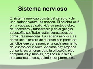 Sistema nervioso
El sistema nervioso consta del cerebro y de
una cadena ventral de nervios. El cerebro está
en la cabeza, se subdivide en protocerebro,
deutocerebro y tritocerebro y en el ganglio
subesofágico. Todos están conectados por
comisuras nerviosas. La cadena nerviosa es
como una escalera de cuerdas con pares de
ganglios que corresponden a cada segmento
del cuerpo del insecto. Además hay órganos
sensoriales: antenas para la olfacción, ojos
compuestos y simples, órganos auditivos,
mecanorreceptores, quimiorreceptores, etc.

 