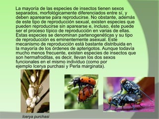 La mayoría de las especies de insectos tienen sexos
separados, morfológicamente diferenciados entre sí, y
deben aparearse para reproducirse. No obstante, además
de este tipo de reproducción sexual, existen especies que
pueden reproducirse sin aparearse e, incluso, éste puede
ser el proceso típico de reproducción en varias de ellas.
Estas especies se denominan partenogenéticas y su tipo
de reproducción es eminentemente asexual. Este
mecanismo de reproducción está bastante distribuida en
la mayoría de los órdenes de apterigotos. Aunque todavía
mucho menos frecuente, existen especies de insectos que
son hermafroditas, es decir, llevan los dos sexos
funcionales en el mismo individuo (como por
ejemplo Icerya purchasi y Perla marginata).

Icerya purchasi

 