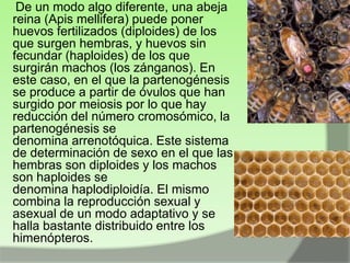 De un modo algo diferente, una abeja
reina (Apis mellifera) puede poner
huevos fertilizados (diploides) de los
que surgen hembras, y huevos sin
fecundar (haploides) de los que
surgirán machos (los zánganos). En
este caso, en el que la partenogénesis
se produce a partir de óvulos que han
surgido por meiosis por lo que hay
reducción del número cromosómico, la
partenogénesis se
denomina arrenotóquica. Este sistema
de determinación de sexo en el que las
hembras son diploides y los machos
son haploides se
denomina haplodiploidía. El mismo
combina la reproducción sexual y
asexual de un modo adaptativo y se
halla bastante distribuido entre los
himenópteros.

 