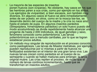 La mayoría de las especies de insectos
ponen huevos (son ovíparas). No obstante, hay casos en los que
las hembras paren a sus crías, como por ejemplo en los áfidos.
Los ejemplos de viviparidad, si bien escasos, son también muy
diversos. En algunos casos el huevo se abre inmediatamente
antes de ser puesto; en otros, como en la mosca tse-tse, se
desarrolla dentro del cuerpo de la madre y la cría no nace sino
hasta el estado de pupa. En algunos insectos parásitos
(Strepsiptera, himenópteros parásitos) un solo huevo puesto del
modo acostumbrado se divide repetidamente hasta alcanzar una
progenie de hasta 2.000 individuos, de igual genotipo y sexo,
fenómeno conocido como poliembrionía. Las larvas
poliembriónicas son a menudo caníbales, por lo que se logran
establecer pocos adultos.
 Un método muy singular de reproducción es el proceso conocido
como paidogénesis. Las larvas de Miastor metraloas, por ejemplo,
pueden reproducirse por sí mismas a partir de huevos no
fertilizados existentes en el interior de una gran larva viva. Las
nuevas larvas crecen como parásitos en el cuerpo de su
semejante y cuando se hallan maduras para emerger, la larva
original muere. Las crías repiten el proceso, de modo que el
número de larvas continúa incrementando, hasta que se
transforman en insectos adultos.


 
