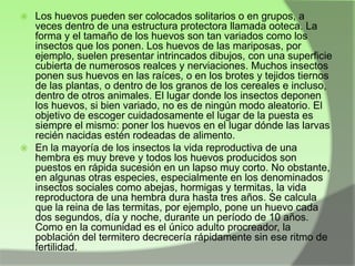 Los huevos pueden ser colocados solitarios o en grupos, a
veces dentro de una estructura protectora llamada ooteca. La
forma y el tamaño de los huevos son tan variados como los
insectos que los ponen. Los huevos de las mariposas, por
ejemplo, suelen presentar intrincados dibujos, con una superficie
cubierta de numerosos realces y nerviaciones. Muchos insectos
ponen sus huevos en las raíces, o en los brotes y tejidos tiernos
de las plantas, o dentro de los granos de los cereales e incluso,
dentro de otros animales. El lugar donde los insectos deponen
los huevos, si bien variado, no es de ningún modo aleatorio. El
objetivo de escoger cuidadosamente el lugar de la puesta es
siempre el mismo: poner los huevos en el lugar dónde las larvas
recién nacidas estén rodeadas de alimento.
 En la mayoría de los insectos la vida reproductiva de una
hembra es muy breve y todos los huevos producidos son
puestos en rápida sucesión en un lapso muy corto. No obstante,
en algunas otras especies, especialmente en los denominados
insectos sociales como abejas, hormigas y termitas, la vida
reproductora de una hembra dura hasta tres años. Se calcula
que la reina de las termitas, por ejemplo, pone un huevo cada
dos segundos, día y noche, durante un período de 10 años.
Como en la comunidad es el único adulto procreador, la
población del termitero decrecería rápidamente sin ese ritmo de
fertilidad.


 