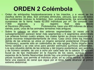 ORDEN 2 Colémbola
Orden de artrópodos hexápodoscercana a los insectos, y a veces se los
clasifica dentro de ellos. Son animales diminutos, ubicuos, que ocupan todos
los continentes (incluso la Antártida). Son, probablemente, los animales más
numerosos de la tierra: hasta 62.000 individuos por m2. Se conocen casi
7.900
especies
y
su
registro
fósil
data
desde
el Devónico (Rhyniella,
Protoisotoma, hace uno 400 millones de años)
siendo, pues, unos de los animales terrestres más antiguos.
 Sobre la cabeza se alzan dos antenas segmentadas (a veces por la
subsegmentación parecen tener más segmentos) y 6 segmentos abdominals
Las antenas forman cuatro artejos, los cuales tienen su propia musculatura y
puede moverse independientemente de otros. Caso único entre los insectos,
detrás de las antenas se ubica un órgano sensorial postantenal (Órgano de
Tömösvary), ausente sólo en colémbolos de vida epigea. Dicho órgano tiene
forma variable y se cree sirve para percibir estímulos químicos ambientales.
Los ojos situados detrás de las antenas y del órgano postantenal, son sencillos
y de número variable, de uno a ocho por cada lado de la cabeza. El aparato
bucal es de tipo masticador en la mayoría de los casos, aunque existen
especies de la familia Neanuridae donde hay una prolongación de las distintas
piezas bucales, que permite al individuo picar; en su parte ventral, la cabeza
tiene una especie de canal que sigue por el tórax hasta alcanzar el primer
extremo abdominal.


 