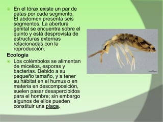 En el tórax existe un par de
patas por cada segmento.
El abdomen presenta seis
segmentos. La abertura
genital se encuentra sobre el
quinto y está desprovista de
estructuras externas
relacionadas con la
reproducción.
Ecologia
 Los colémbolos se alimentan
de micelios, esporas y
bacterias. Debido a su
pequeño tamaño, y a tener
su hábitat en el humus o en
materia en descomposición,
suelen pasar desapercibidos
para el hombre; sin embargo
algunos de ellos pueden
constituir una plaga.


 