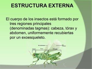 ESTRUCTURA EXTERNA
El cuerpo de los insectos está formado por
tres regiones principales
(denominadas tagmas): cabeza, tórax y
abdomen, uniformemente recubiertas
por un exoesqueleto.

 