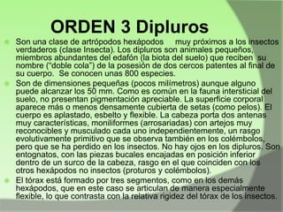 ORDEN 3 Dipluros
Son una clase de artrópodos hexápodos muy próximos a los insectos
verdaderos (clase Insecta). Los dipluros son animales pequeños,
miembros abundantes del edafón (la biota del suelo) que reciben su
nombre (“doble cola”) de la posesión de dos cercos patentes al final de
su cuerpo. Se conocen unas 800 especies.
 Son de dimensiones pequeñas (pocos milímetros) aunque alguno
puede alcanzar los 50 mm. Como es común en la fauna intersticial del
suelo, no presentan pigmentación apreciable. La superficie corporal
aparece más o menos densamente cubierta de setas (como pelos). El
cuerpo es aplastado, esbelto y flexible. La cabeza porta dos antenas
muy características, moniliformes (arrosariadas) con artejos muy
reconocibles y musculado cada uno independientemente, un rasgo
evolutivamente primitivo que se observa también en los colémbolos,
pero que se ha perdido en los insectos. No hay ojos en los dipluros. Son
entognatos, con las piezas bucales encajadas en posición inferior
dentro de un surco de la cabeza, rasgo en el que coinciden con los
otros hexápodos no insectos (proturos y colémbolos).
 El tórax está formado por tres segmentos, como en los demás
hexápodos, que en este caso se articulan de manera especialmente
flexible, lo que contrasta con la relativa rigidez del tórax de los insectos.


 
