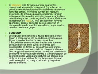 

El abdomen está formado por diez segmentos,
contando el telson (último segmento) que llevan en
posición ventrolateral pequeños apéndices sin articular
llamados estilos, los cuales pueden ser residuos
evolutivos. de antiguas patas locomotoras. También
están presentes en ellos vesículas pares, evaginables,
que tienen que ver con la regulación hídrica, facilitando
la absorción del rocío. Al final del abdomen hay dos
apéndices, cercos, como los que se observan en
ciertos órdenes de insectos verdaderos, y que son los
que dan nombre al grupo



ECOLOGIA
Los dipluros son parte de la fauna del suelo, donde
llegan a presentarse con densidades considerables.
Algunos son habitantes de las cuevas. Los
Campodeidae son corredores hábiles que además
excavan galerías en el suelo; los demás son
especialistas en forzar su paso a través de grietas
preexistentes y son marchadores poco competentes.
Los Japygidae usan sus pinzas posteriores como arma
defensiva y se presta poco crédito a la interpretación de
que también les valen para capturar sus presas. Los
dipluros son esencialmente omnívoros que devoran
residuos orgánicos, hongos del suelo y pequeñas
presas animales.



 