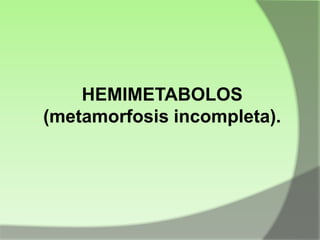 HEMIMETABOLOS
(metamorfosis incompleta).

 