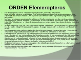 ORDEN Efemeropteros












Los efemerópteros son un orden de insectos pterigotos, conocidos vulgarmente
como efímeras, efémeras o cachipollas. Es el orden de insectos alados más antiguos que existe en la
actualidad.2 Se conocen más de 3.000 especies que habitan todas las regiones biogeográficas excepto
la Antártida.2
Las fases juveniles son acuáticas y los adultos son frágiles y delicados, con alas membranosas que no
pueden plegarse sobre el abdomen y se mantienen en posición vertical, y dos o tres "colas" (cercos) en la
extremidad del abdomen; su vida en la fase adulta es muy corta (horas o días), de donde deriva el nombre
del grupo
Se les solía agrupar junto con los odonatos en la sección Palaeoptera*, grupo parafilético que incluye los
insectos alados más primitivos que son incapaces de plegar las alas sobre el abdomen cuando están en
reposo.
Las efímeras son insectos blandos y frágiles. La cabeza es pequeña, con antenas cortas y grandes ojos
compuestos, las piezas bucales están reducidas y las efímeras adultas no se alimentan.
El tórax posee el mesotórax (el segundo segmento) mucho más desarrollado que el primero (protórax) y el
tercero (metatórax), uno o dos pares de alas delicadas provistas de numerosas venas; las alas posteriores,
cuando existen, son siempre mucho menores que las anteriores; las alas no pueden plegarse sobre
el abdomen, de modo que cuando el insecto se posa las mantiene extendidas en posición más o menos
vertical. Las patas anteriores de los machos son relativamente largas y las usan para sujetar a la hembra
durante el apareamiento; en algunas familias las patas son vestigiales.
El abdomen consta de diez segmentos y posee dos o tres largos cercos ("colas") en su extremo; los machos
poseen un par de penes para la cópula.
Los efemerópteros se reproducen tanto sexualmente como partenogenéticamente; son ovíparos y
excepcionalmente ovovivíparos.

 