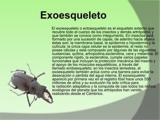 Exoesqueleto
El exoesqueleto o ectoesqueleto es el esqueleto externo que
recubre todo el cuerpo de los insectos y demás artrópodos y
que también se conoce como integumento. En insectos está
formado por una sucesión de capas; de adentro hacia afuera
éstas son: la membrana basal, la epidermis o hipodermis y la
cutícula; la única capa celular es la epidermis; el resto no
posee células y está compuesto por algunas de las siguientes
sustancias: quitina, artropodina,esclerotina, cera y melanina. El
componente rígido, la esclerotina, cumple varios papeles
funcionales que incluyen la protección mecánica del insecto y
el apoyo de los músculos esqueléticos, a través del
llamado endoesqueleto; en los insectos terrestres, el
exoesqueleto también actúa como una barrera para evitar la
desecación o pérdida del agua interna. El exoesqueleto
apareció por primera vez en el registro fósil hace unos 550
millones de años y su evolución ha sido crítica para
la radiación adaptativa y la conquista de casi todos los nichos
ecológicos del planeta que los artrópodos han venido
realizando desde el Cámbrico.

 