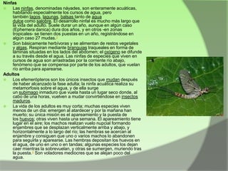 Ninfas

Las ninfas, denominadas náyades, son enteramente acuáticas,
habitando especialmente los cursos de agua, pero
también lagos, lagunas, balsas tanto de agua
dulce como salobre. El desarrollo ninfal es mucho más largo que
la vida del adulto. Suele durar un año, aunque en algún caso
(Ephemera danica) dura dos años, y en otros -en zonas
tropicales- se tienen dos puestas en un año, registrándose en
algún caso 27 mudas.3

Son básicamente herbívoras y se alimentan de restos vegetales
y algas. Respiran mediante branquias traqueales en forma de
láminas situadas en los lados del abdomen; el oxígeno se difunde
a su través desde el agua. Las ninfas de especies que viven en
cursos de agua son arrastradas por la corriente río abajo,
fenómeno que se compensa por parte de los adultos, que vuelan
río arriba para aparearse.
Adultos

Los efemerópteros son los únicos insectos que mudan después
de haber alcanzado la fase adulta; la ninfa acuática realiza su
metamorfosis sobre el agua, y de ella surge
un subimago inmaduro que vuela hasta un lugar seco donde, al
cabo de una horas, vuelven a mudar convirtiéndose en insectos
maduros.

La vida de los adultos es muy corta; muchas especies viven
menos de un día: emergen al atardecer y por la mañana han
muerto; su única misión es el apareamiento y la puesta de
los huevos; otras viven hasta una semana. El apareamiento tiene
lugar en el aire; los machos realizan vuelo nupcial formando
enjambres que se desplazan verticalmente arriba y abajo, y
horizontalmente a lo largo del río; las hembras se acercan al
enjambre y consiguen que uno o varios machos lo abandonen
para seguirla y aparearse. Las hembras depositan los huevos en
el agua, de uno en uno o en tandas; algunas especies los dejan
caer mientras la sobrevuelan, y otras se sumergen, muriendo tras
la puesta.4 Son voladores mediocres que se alejan poco del
agua.

 