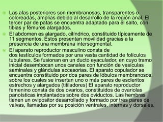 





Las alas posteriores son membranosas, transparentes o
coloreadas, amplias debido al desarrollo de la región anal. El
tercer par de patas se encuentra adaptado para el salto, con
tibias y fémures alargados.
El abdomen es alargado, cilíndrico, constituido típicamente de
11 segmentos. Éstos presentan movilidad gracias a la
presencia de una membrana intersegmental.
El aparato reproductor masculino consta de
dos testículos formados por una vasta cantidad de folículos
tubulares. Se fusionan en un ducto eyaculador, en cuyo tramo
inicial desembocan unos canales con función de vesículas
seminales y glándulas accesorias. El aparato copulador se
encuentra constituido por dos pares de lóbulos membranosos,
sobre los cuales se insertan uno o más pares de escleritos
estrechos y alargados (titiladores) El aparato reproductor
femenino consta de dos ovarios, constituidos de ovariolas
panoísticas implantados sobre dos oviductos. Las hembras
tienen un ovipositor desarrollado y formado por tres pares de
valvas, llamadas por su posición ventrales, internas y dorsales.

 