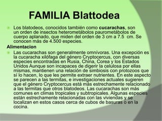 FAMILIA Blattodea
Los blatodeos, conocidos también como cucarachas, son
un orden de insectos heterometábolos paurometábolos de
cuerpo aplanado, que miden del orden de 3 cm a 7.5 cm. Se
conocen más de 4.500 especies.
Alimentacion
 Las cucarachas son generalmente omnívoras. Una excepción es
la cucaracha xilófaga del género Cryptocercus, con diversas
especies encontradas en Rusia, China, Corea y los Estados
Unidos Aunque son incapaces de digerir la celulosa por ellas
mismas, mantienen una relación de simbiosis con protozoos que
sí lo hacen, lo que les permite extraer nutrientes. En este aspecto
se parecen a las termitas, e investigaciones actuales sugieren
que el género Cryptocercus está más estrechamente relacionado
a las termitas que otros blatodeos. Las cucarachas son más
comunes en climas tropicales y subtropicales. Algunas especies
están estrechamente relacionadas con las viviendas y se
localizan en estos casos cerca de cubos de basuras o en la
cocina.


 