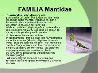 FAMILIA Mantidae
Los mántidos (Mantidae) son una
gran familia del orden Mantodea, comúnmente
conocidas como mantis, llamadas así por la
disposición de sus patas delanteras, que
recuerdan la posición de "rezo" (la
palabra mantis en griego significa profeta.) Hay
aproximadamente 2.340 especies en el mundo,
la mayoría tropicales y subtropicales.
 Muchas especies se encuentran
en Norteamérica, tres de ellas son muy comunes:
la mantis europea (Mantis religiosa), la mantis
china Tenodera aridifolia sinensis, y el mantis de
Carolina Stagmomantis carolina. De estos, solo
el último es nativo del continente (las especies
europeas y chinas se introdujeron hacia
los 1900 como predadores de jardines para
controlar plagas.
 En Europa hay 37 especies entre las que
destacan Mantis religiosa, Iris oratoria y Empusa
pennata.


 